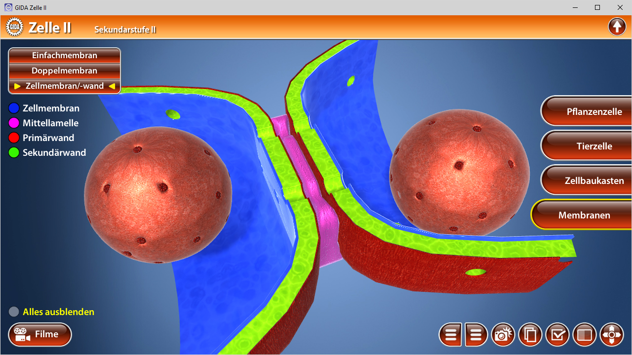 3D-Darstellung einer Zelle mit verschiedenen Membranen und Zellstrukturen, einschließlich einfacher und doppelter Membran.