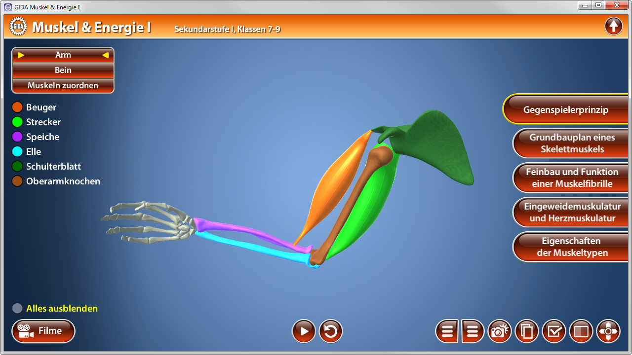 Interaktive Darstellung des menschlichen Arms mit farblich markierten Muskeln und Knochen.