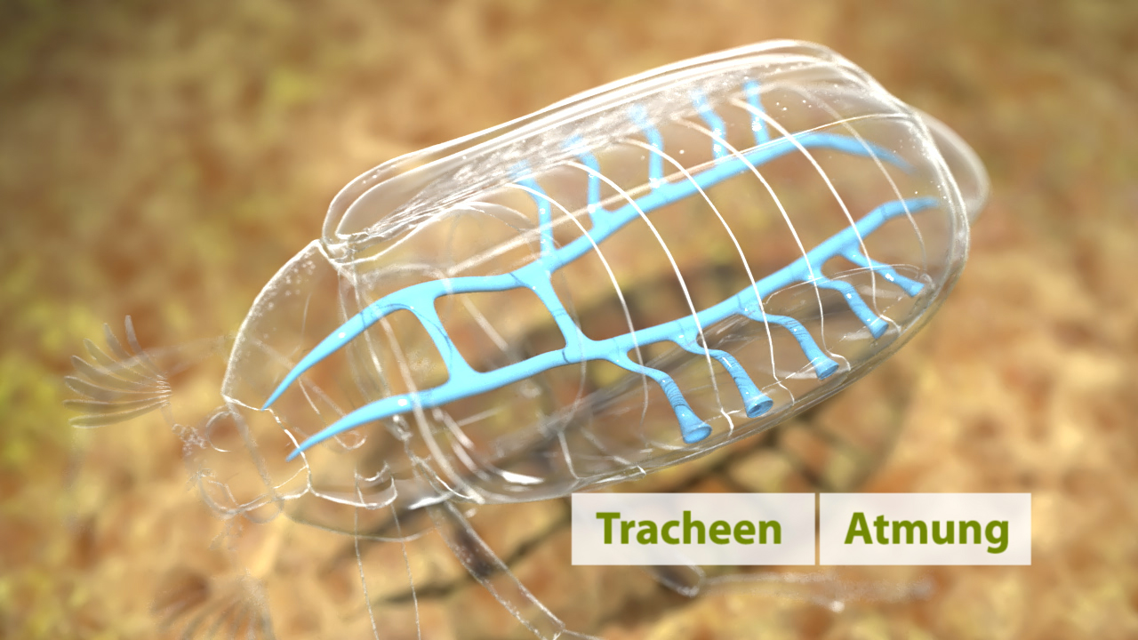 Diagramm eines Insekts mit hervorgehobenen Tracheen für die Atmung.