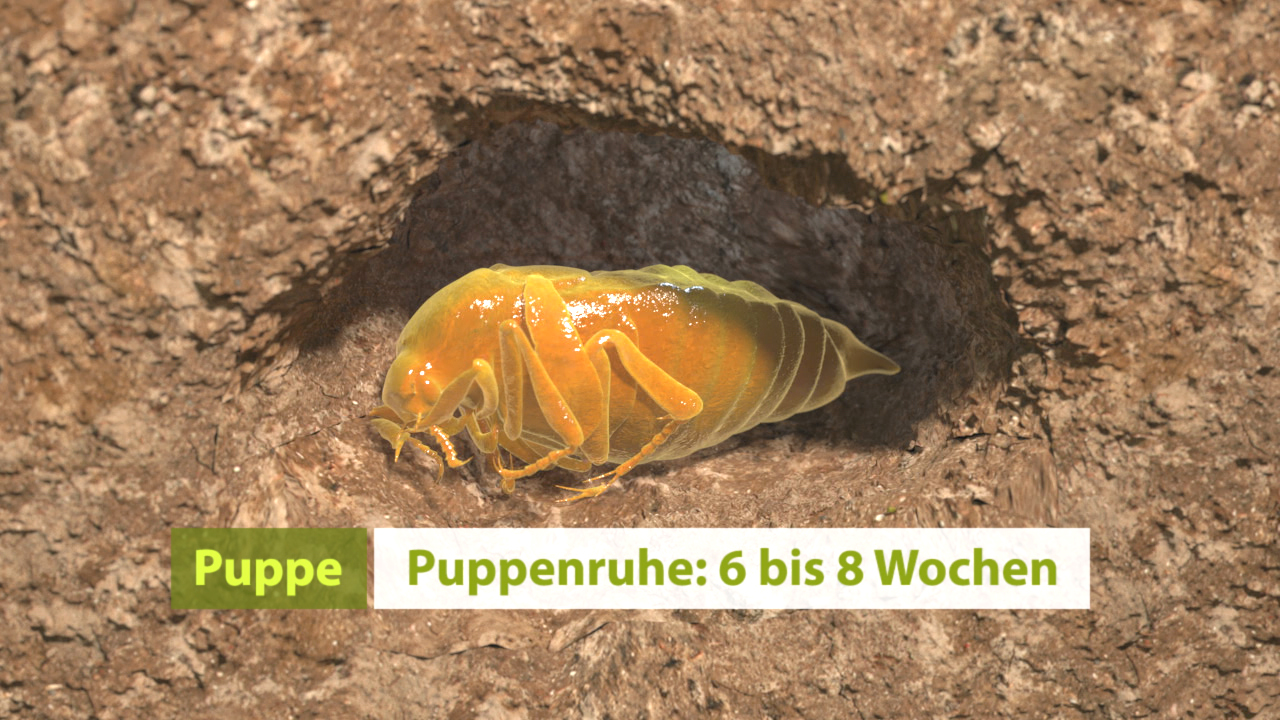 Illustration einer Puppe mit der Beschriftung 'Puppenruhe: 6 bis 8 Wochen'.