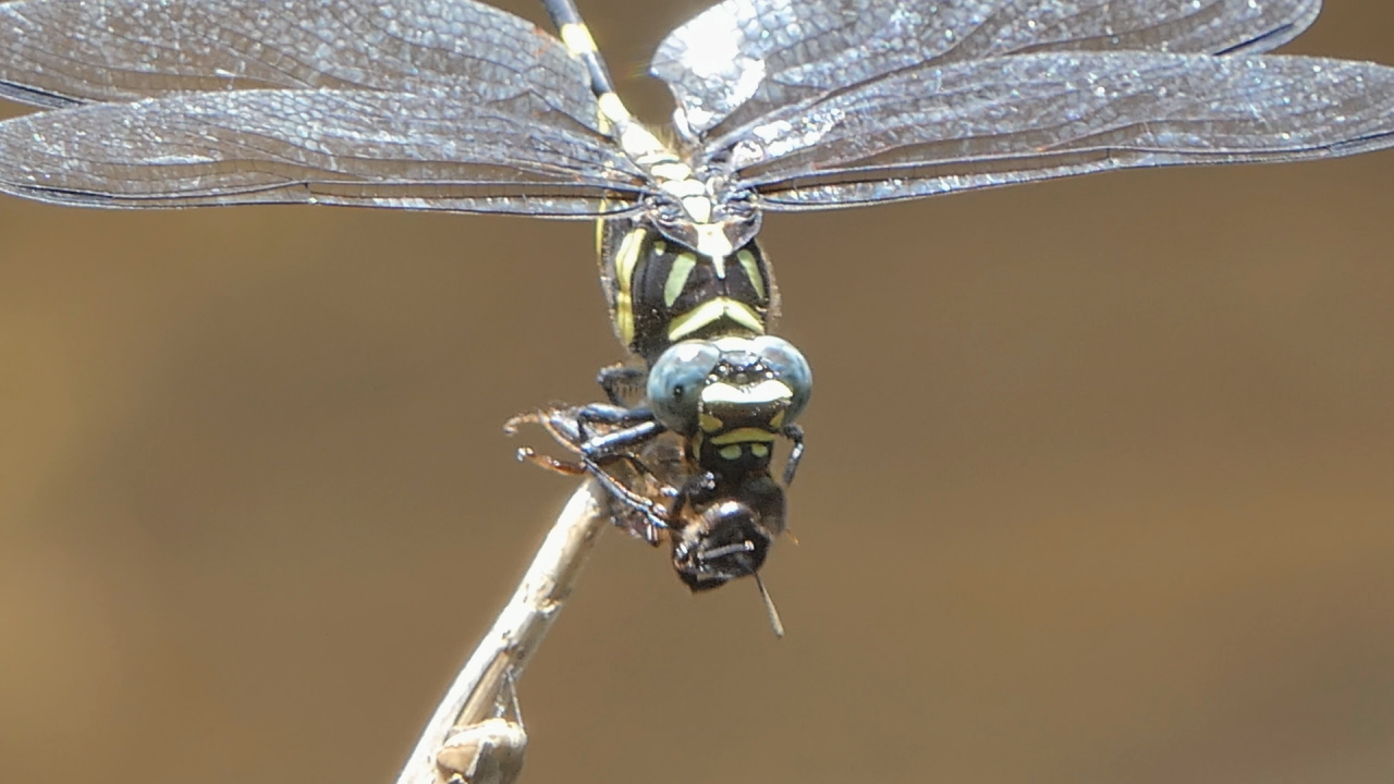 Nahaufnahme einer Libelle mit grün-schwarzem Körper und großen, durchsichtigen Flügeln, die auf einem Zweig sitzt.