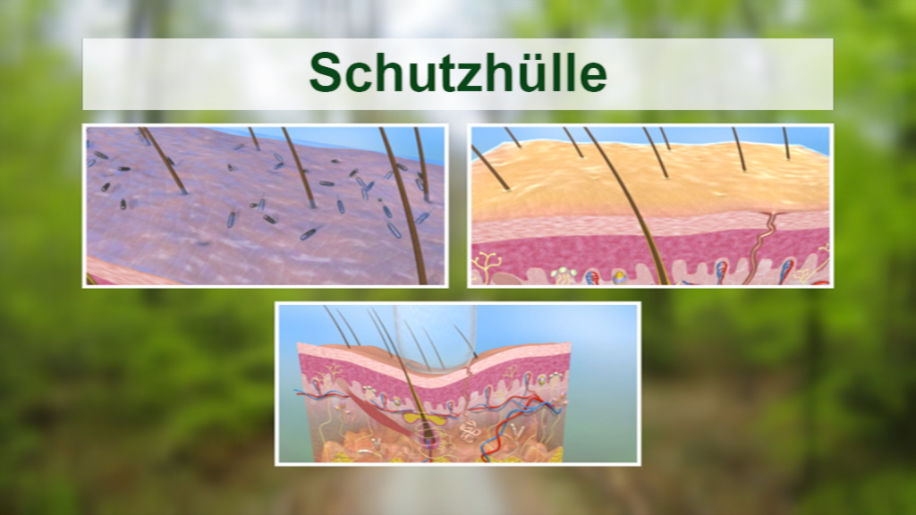 Infografik über die Schutzschicht der Haut mit drei Diagrammen, die verschiedene Hautschichten und deren Struktur zeigen.