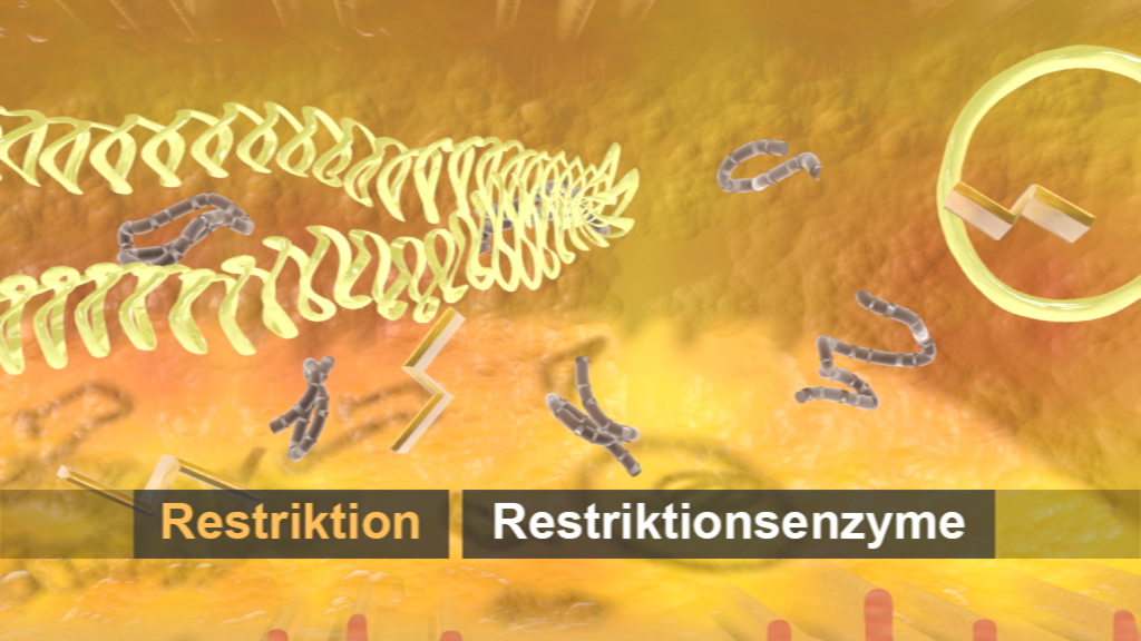 Grafik, die Restriktionsenzyme und DNA-Strukturen in einem biologischen Kontext darstellt.