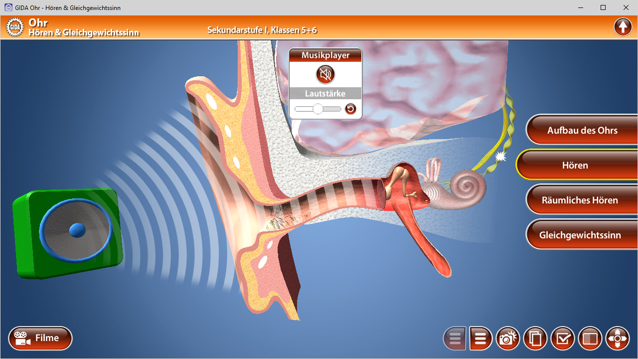 Grafik des menschlichen Ohrs mit Beschriftungen zu den Funktionen Hören und Gleichgewichtssinn.