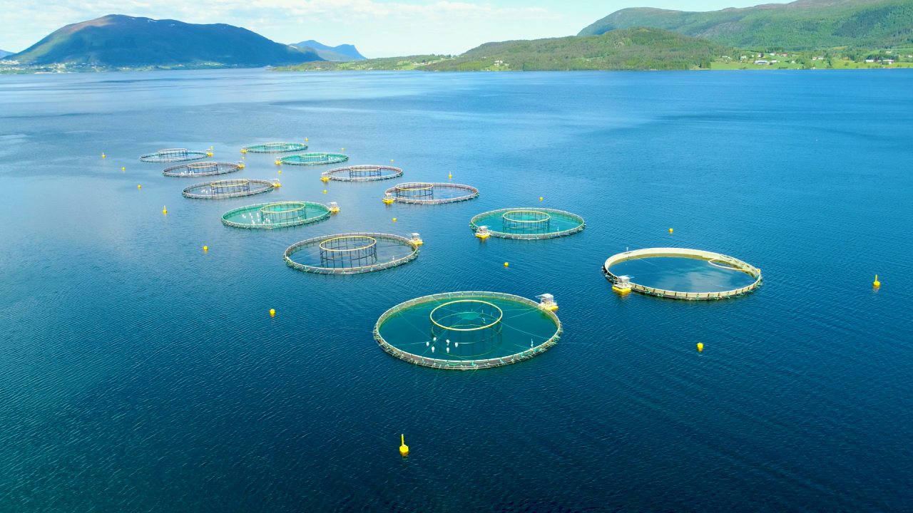 Aerial view of fish farming cages in a large body of water, surrounded by mountains.