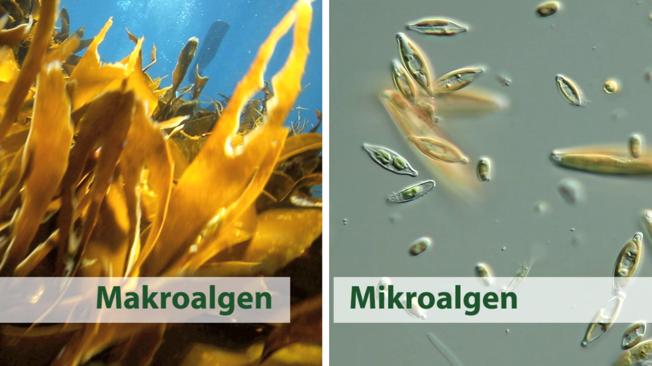 Vergleich zwischen Makroalgen und Mikroalgen, links große Algen unter Wasser, rechts mikroskopische Algen.