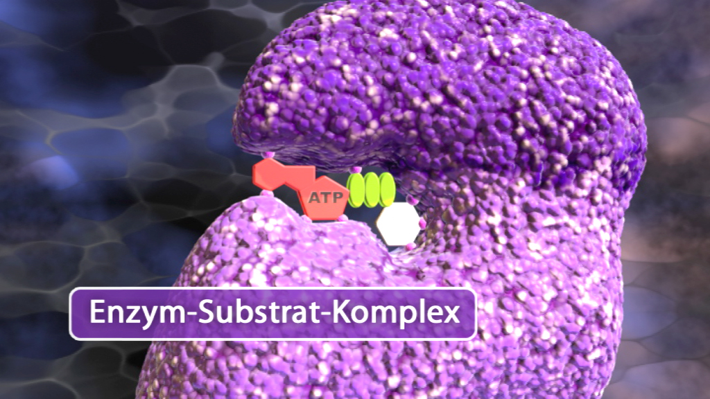 Darstellung eines Enzym-Substrat-Komplexes mit ATP-Molekül.