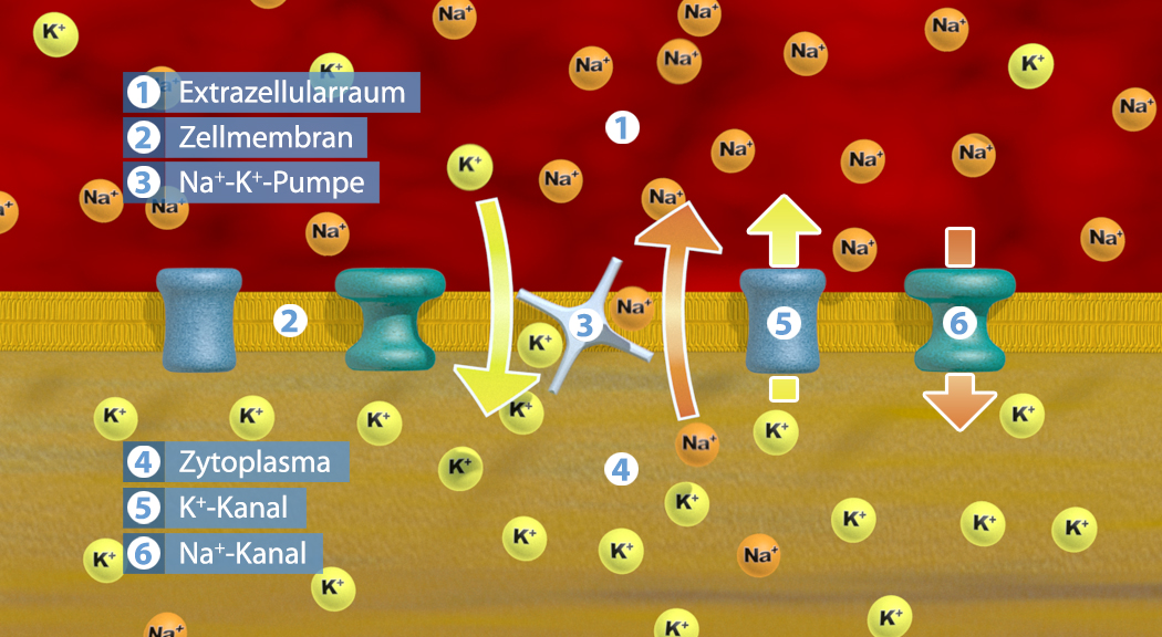 Diagramm, das den Transport von Natrium- und Kaliumionen durch die Zellmembran zeigt, einschließlich der Na-K-Pumpe und der Ionenkanäle.