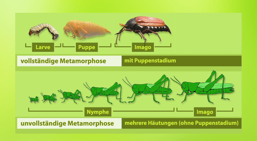 Diagramm zur Metamorphose von Insekten, zeigt vollständige und unvollständige Metamorphose mit verschiedenen Stadien.