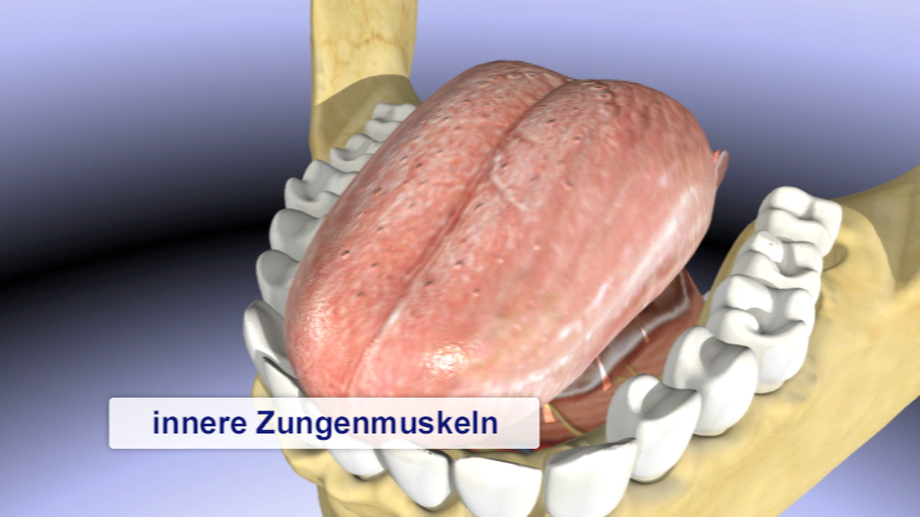 3D-Darstellung der inneren Zungenmuskeln im Mundraum.