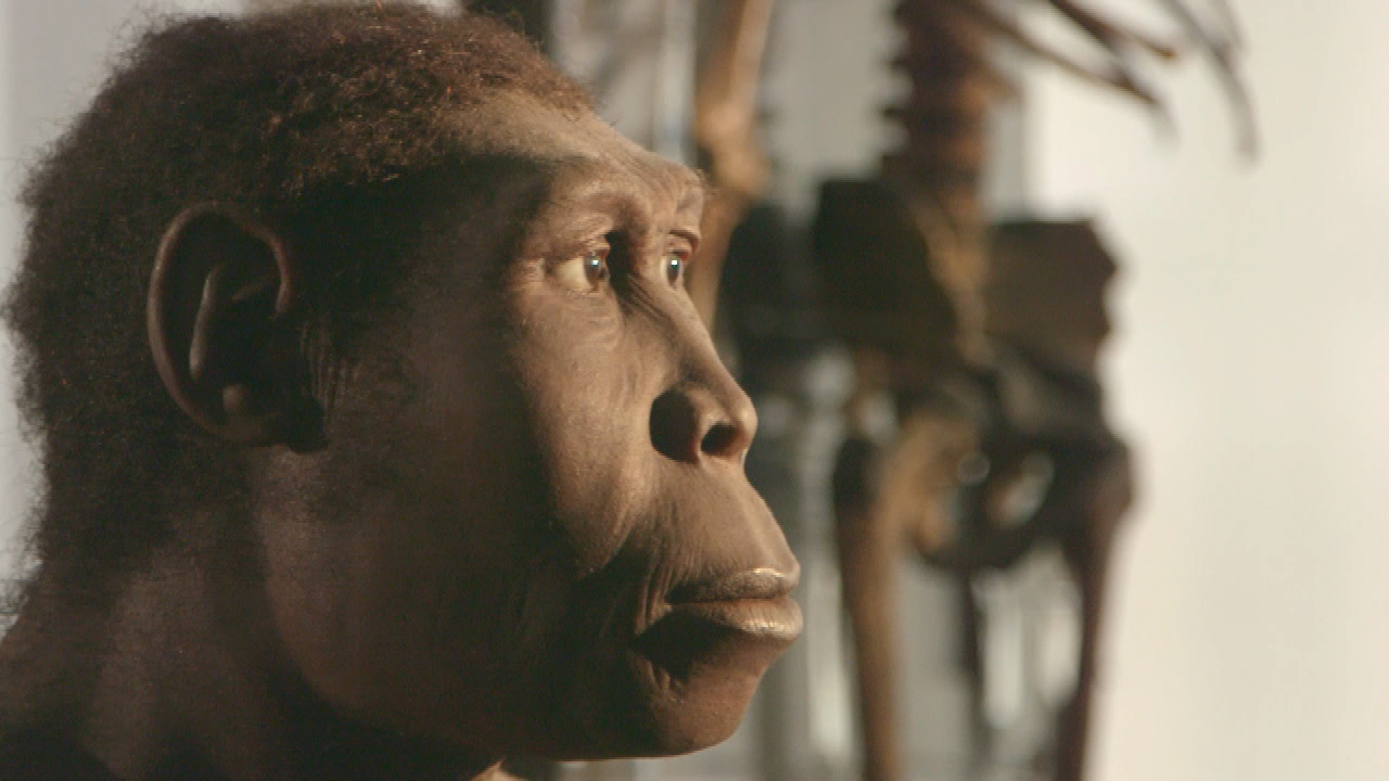 Rekonstruktion eines frühen menschlichen Vorfahren mit ausgeprägten Gesichtszügen und einem neutralen Ausdruck.