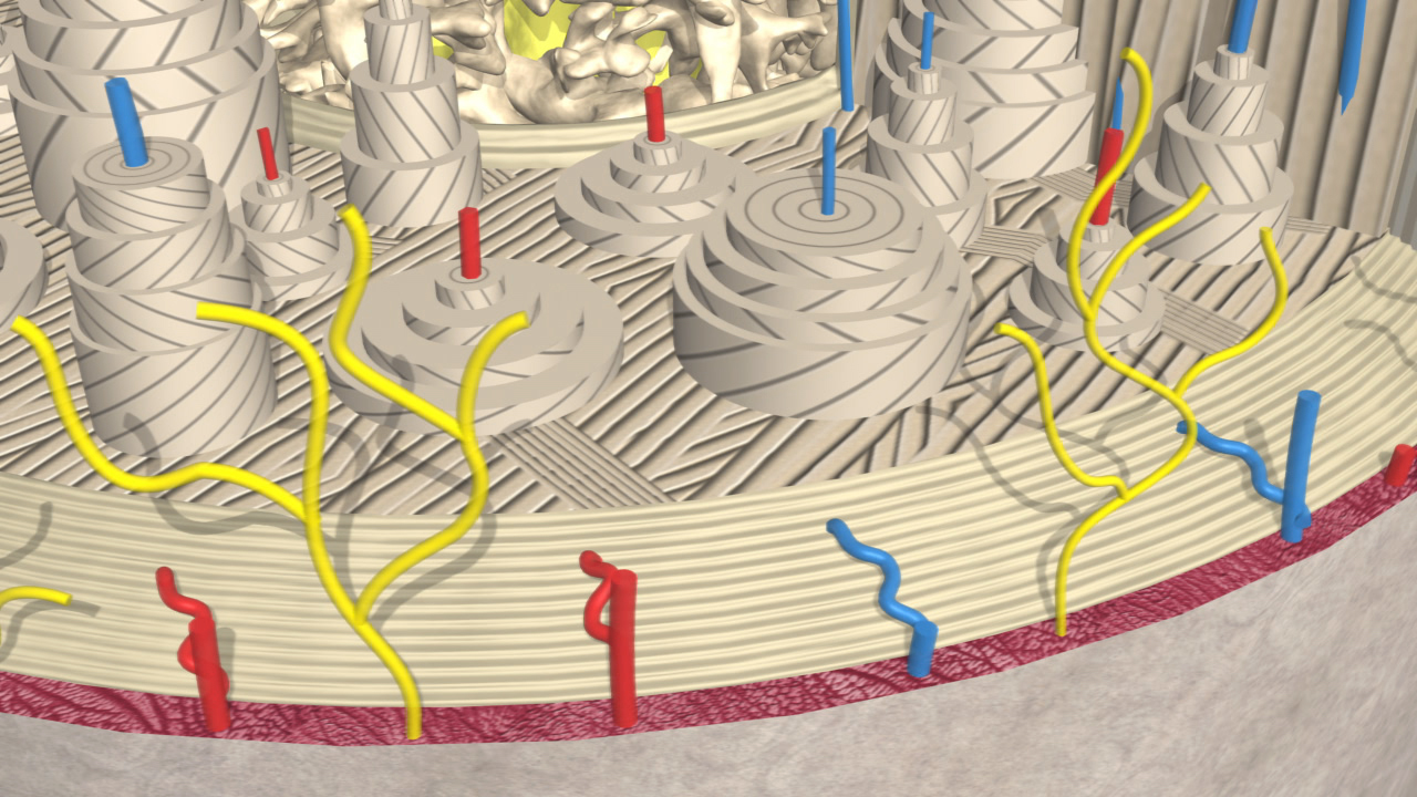 3D-Darstellung von Zellstrukturen mit spiralförmigen und gewundenen Elementen in verschiedenen Farben.
