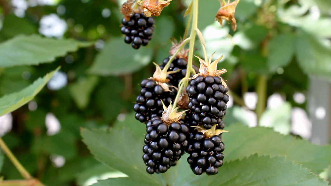 Reife Brombeeren hängen an einem Zweig, umgeben von grünen Blättern.