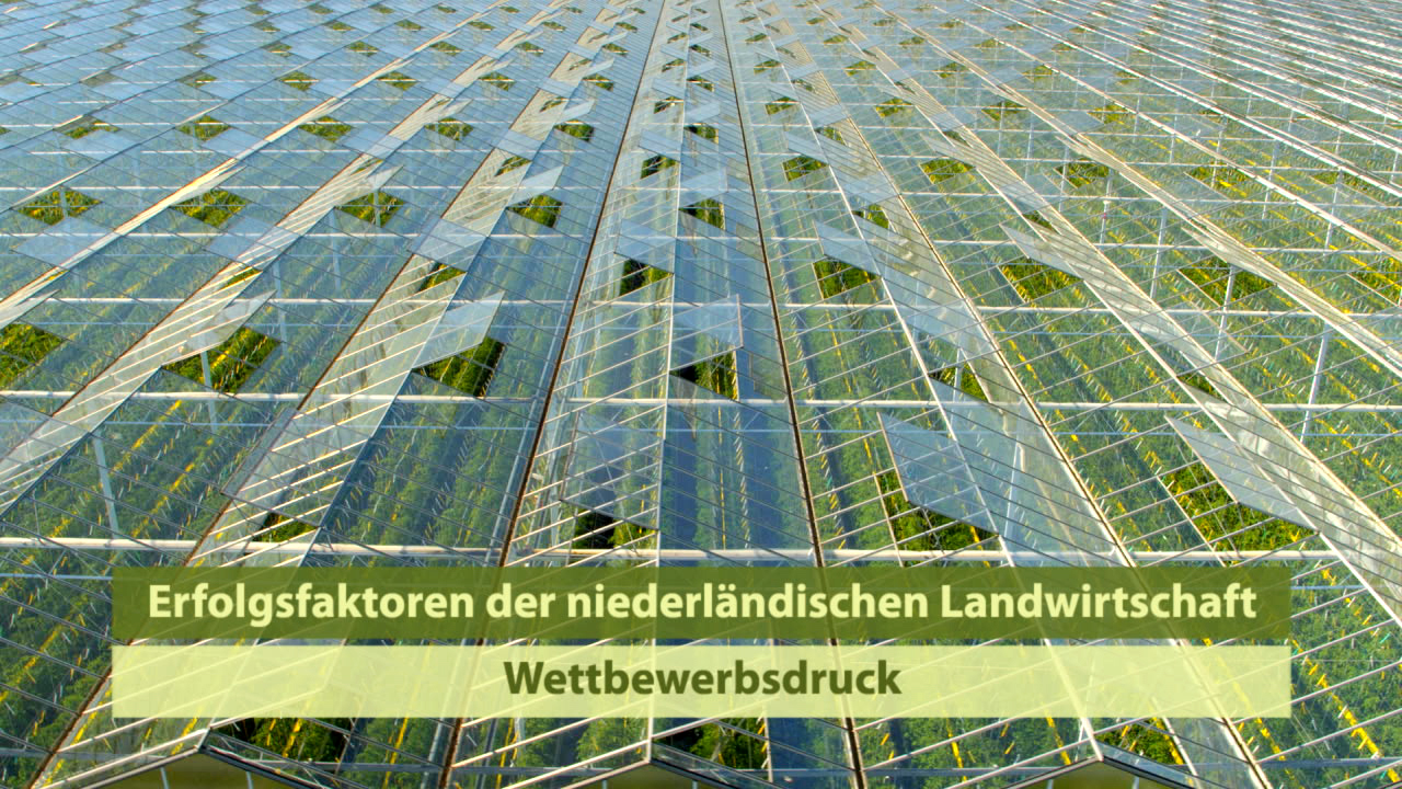 Dach eines Gewächshauses mit vielen Glasplatten, das die Effizienz der niederländischen Landwirtschaft symbolisiert.