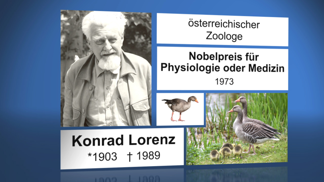 Konrad Lorenz, österreichischer Zoologe, Nobelpreisträger für Physiologie oder Medizin 1973, mit Enten und Küken.