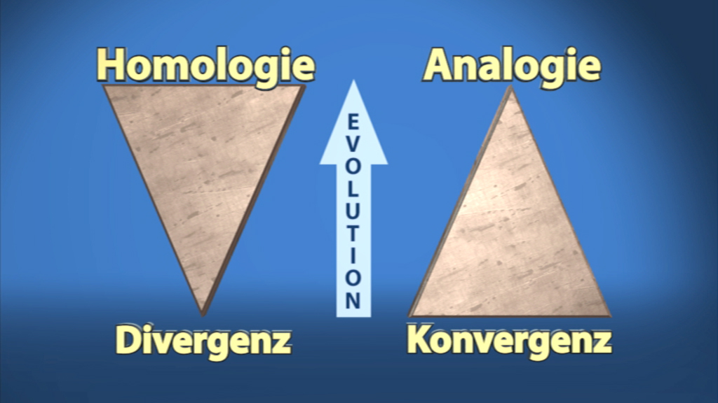 Diagramm, das die Konzepte Homologie und Analogie in der Evolution veranschaulicht, mit den Begriffen Divergenz und Konvergenz.