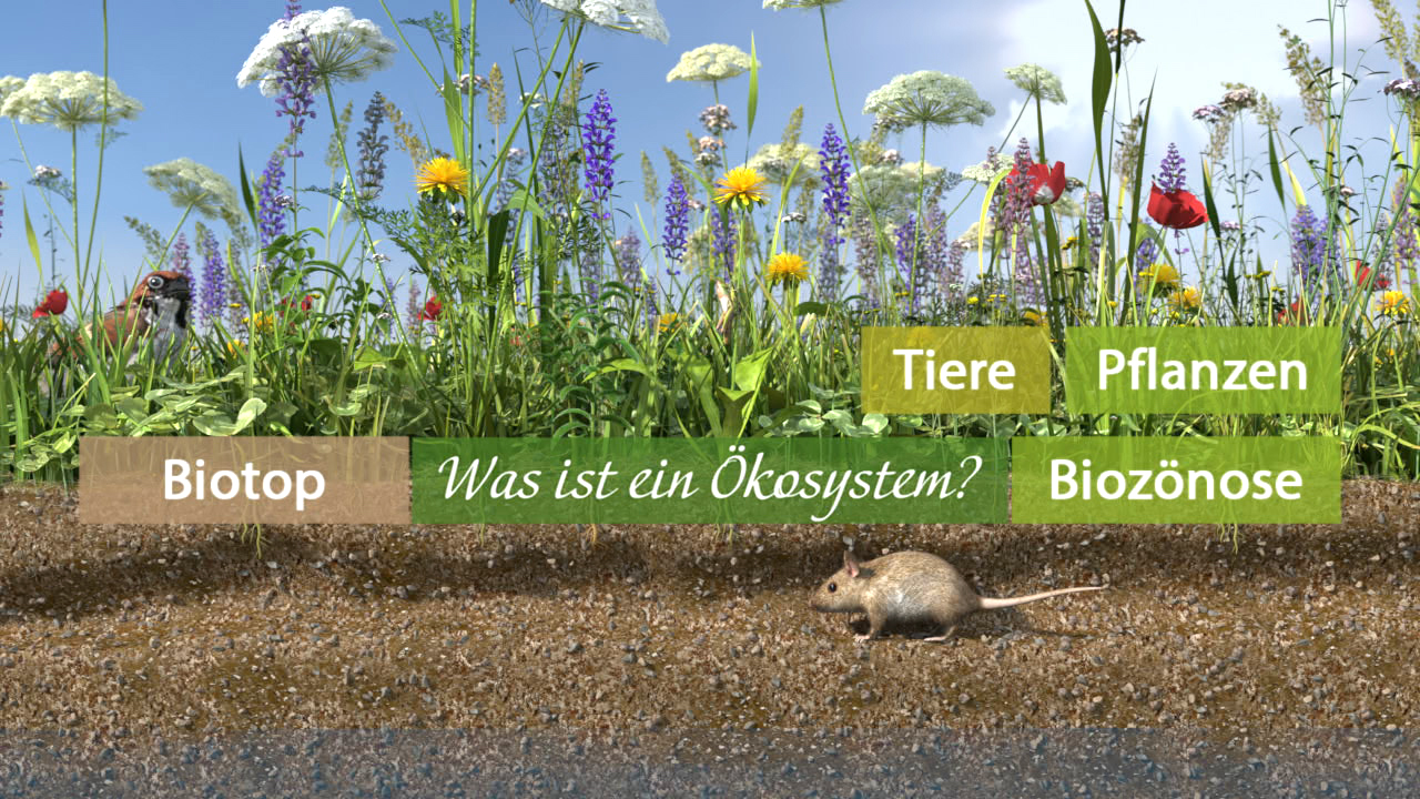 Ein Biotop mit verschiedenen Pflanzen und Tieren, darunter eine Maus, mit Texten über Ökosysteme und Biozönosen.