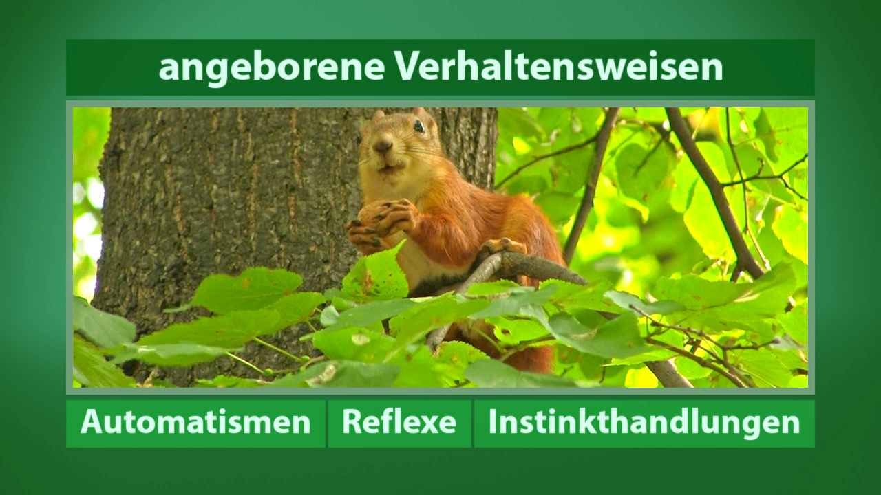 Ein Eichhörnchen sitzt auf einem Ast zwischen grünen Blättern und schaut aufmerksam.