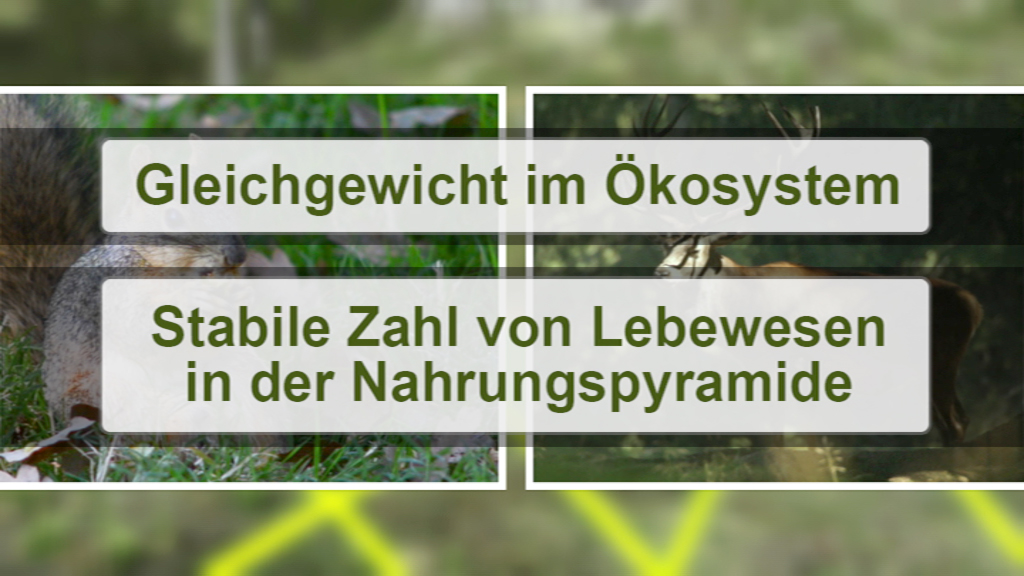 Infografik über das Gleichgewicht im Ökosystem mit Fokus auf die stabile Zahl von Lebewesen in der Nahrungspyramide.