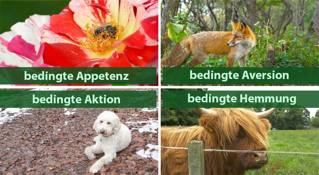 Vier Bilder mit Beschriftungen: Oben links eine Blume mit einer Biene, oben rechts ein Fuchs, unten links ein Hund, unten rechts ein Hochlandrind.