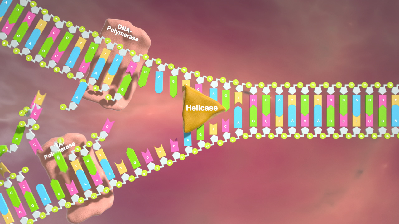 Diagramm, das den DNA-Replikationsprozess zeigt, mit Helikase und DNA-Polymerase.