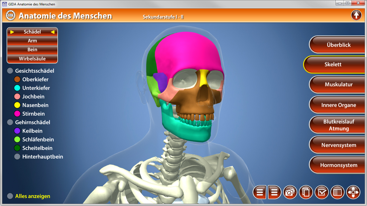3D-Modell des menschlichen Schädels in verschiedenen Farben, mit Beschriftungen für anatomische Teile.