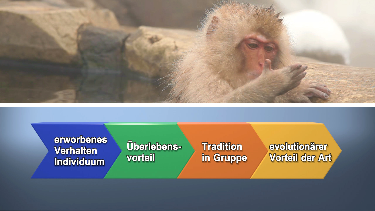 Ein Makake, der am Wasser sitzt und sich mit der Hand das Gesicht wischt, umgeben von einer nebligen Umgebung.