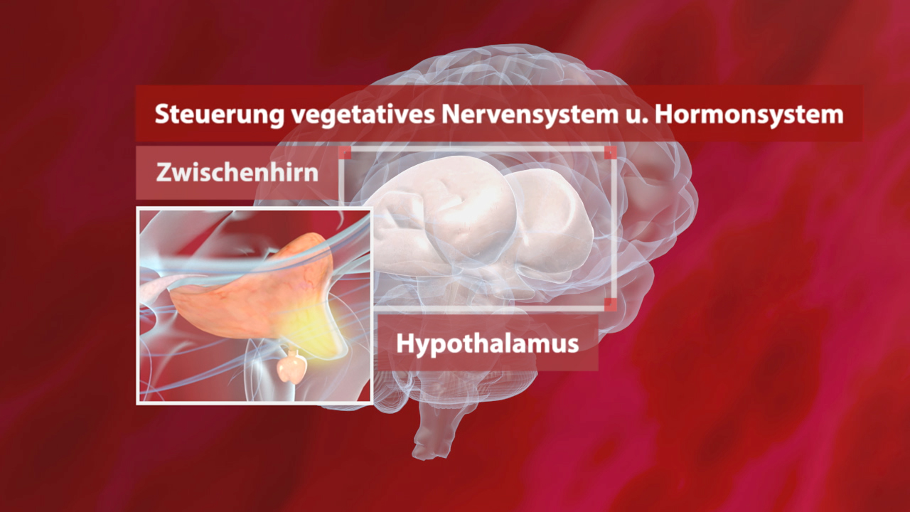 Diagramm des menschlichen Gehirns mit Fokus auf den Hypothalamus und das Zwischenhirn, das die Steuerung des vegetativen Nervensystems und Hormonsystems zeigt.