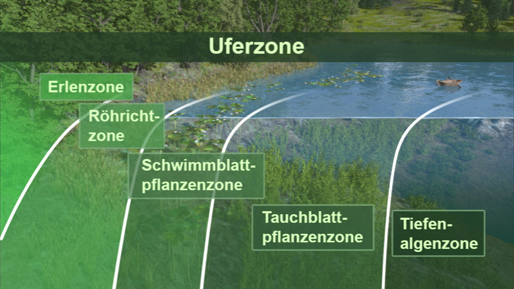 Grafik, die verschiedene Zonen eines Ufers zeigt: Erlenzone, Röhrichtzone, Schwimmblattpflanzenzone, Tauchblattpflanzenzone und Tiefen-Algenzone.