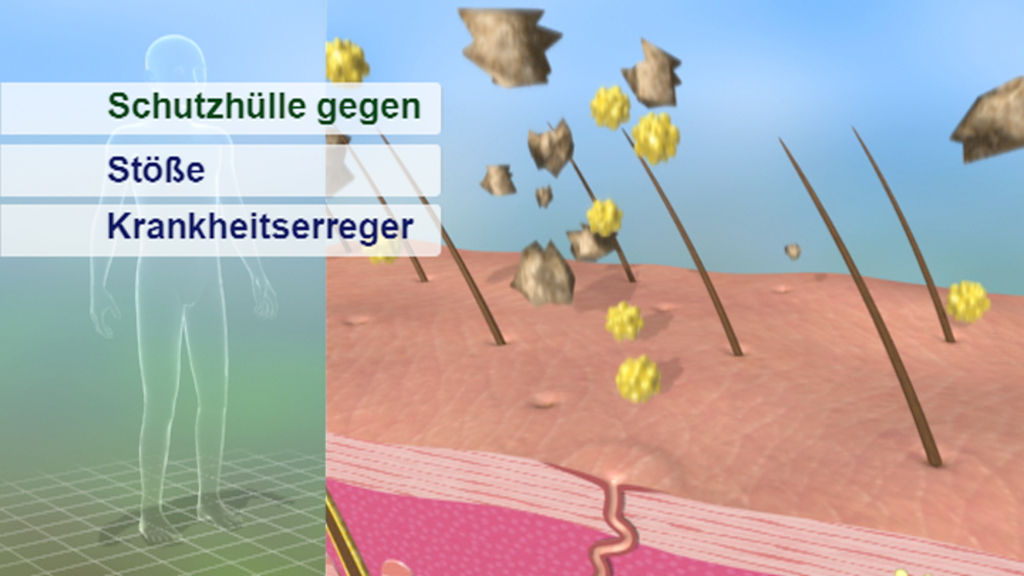 Grafik, die die Schutzfunktionen der Haut zeigt: Schutz gegen Stöße und Krankheitserreger.