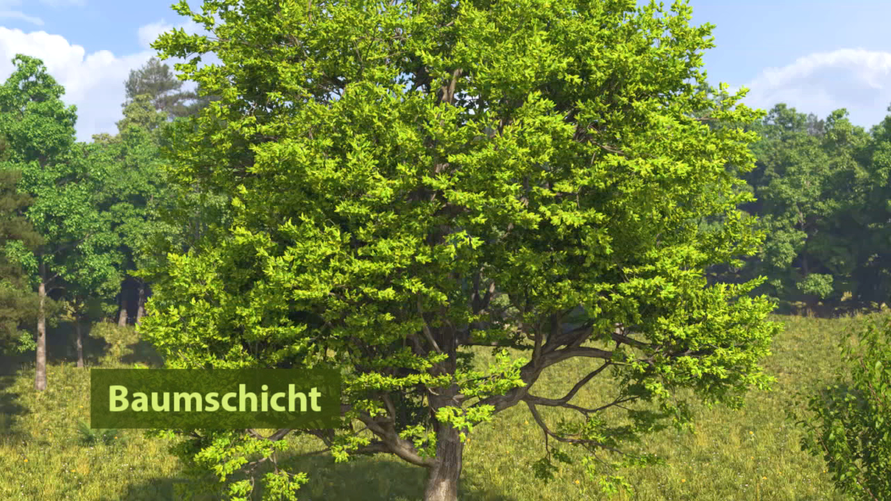 Ein großer Baum mit üppigem, grünem Laub in einer Waldlandschaft, beschriftet mit 'Baumschicht'.