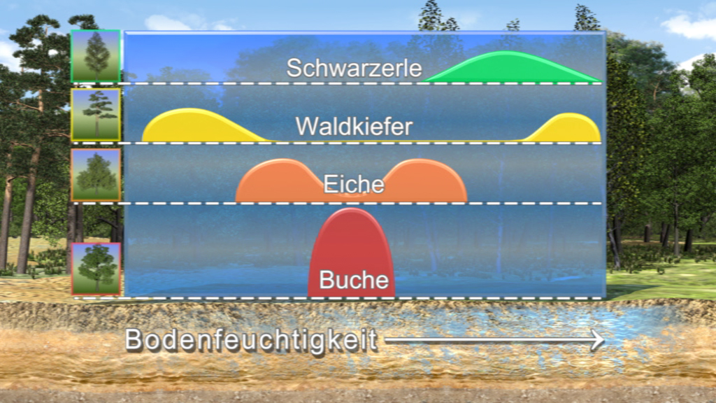 Diagramm zeigt die Bodenfeuchtigkeit verschiedener Baumarten: Schwarzerle, Waldkiefer, Eiche, Buche.