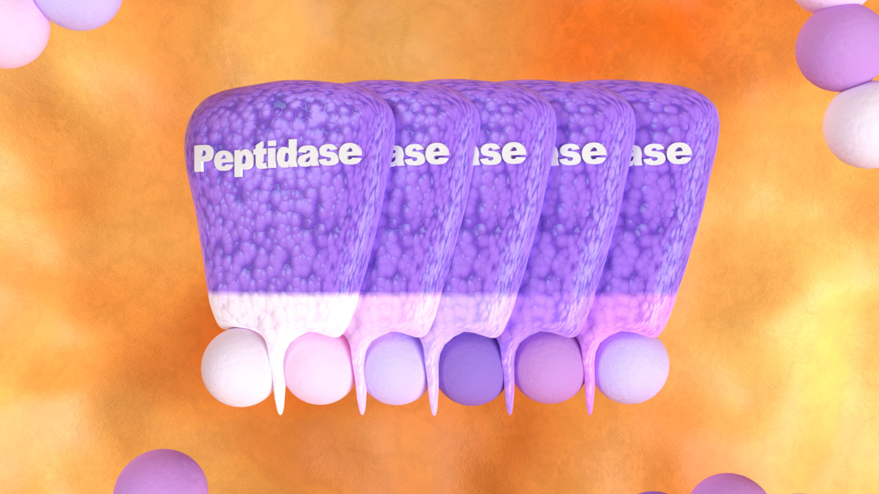 Grafik, die Peptidase-Moleküle in lila darstellt, die an einer Zelloberfläche interagieren.