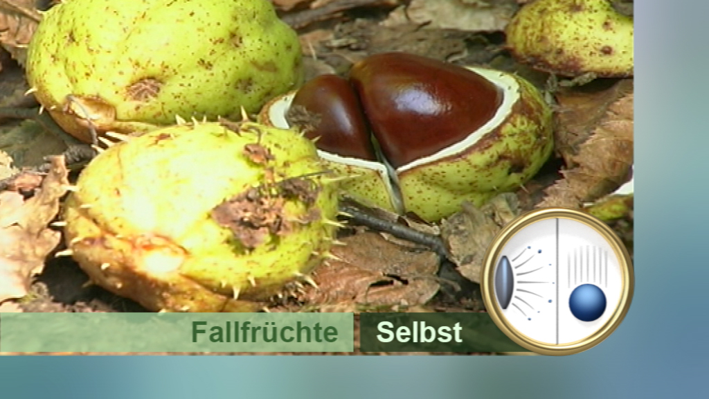 Edelkastanien und ihre Schalen auf dem Boden, einige sind aufgebrochen.