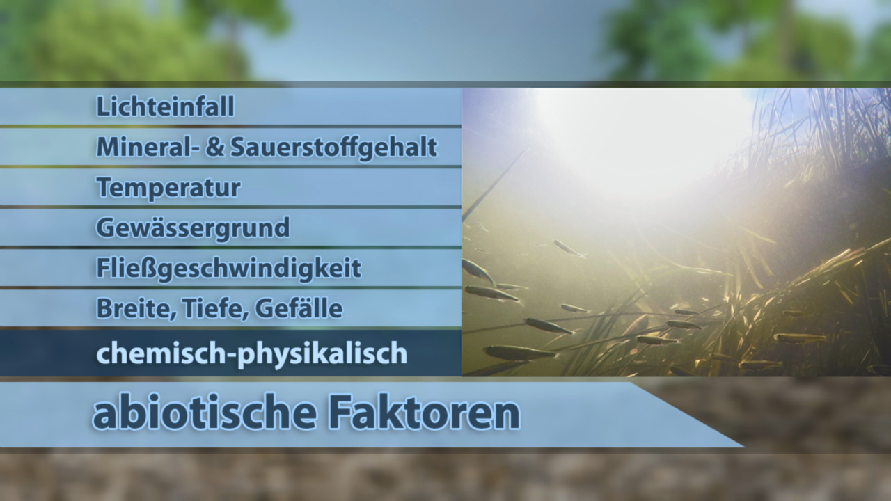 Infografik zu abiotischen Faktoren in Gewässern, zeigt Licht, Mineralien, Temperatur und andere chemisch-physikalische Aspekte.