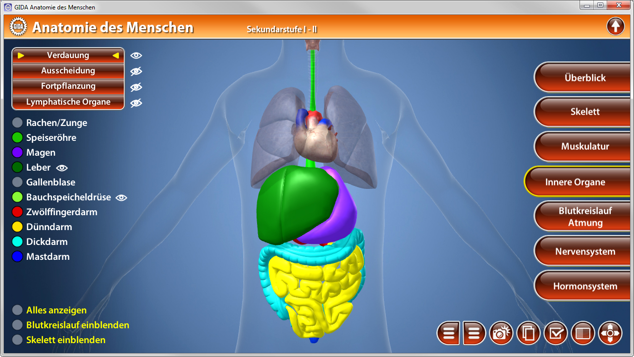 Interaktive Darstellung der menschlichen Anatomie mit hervorgehobenen inneren Organen und Systemen.