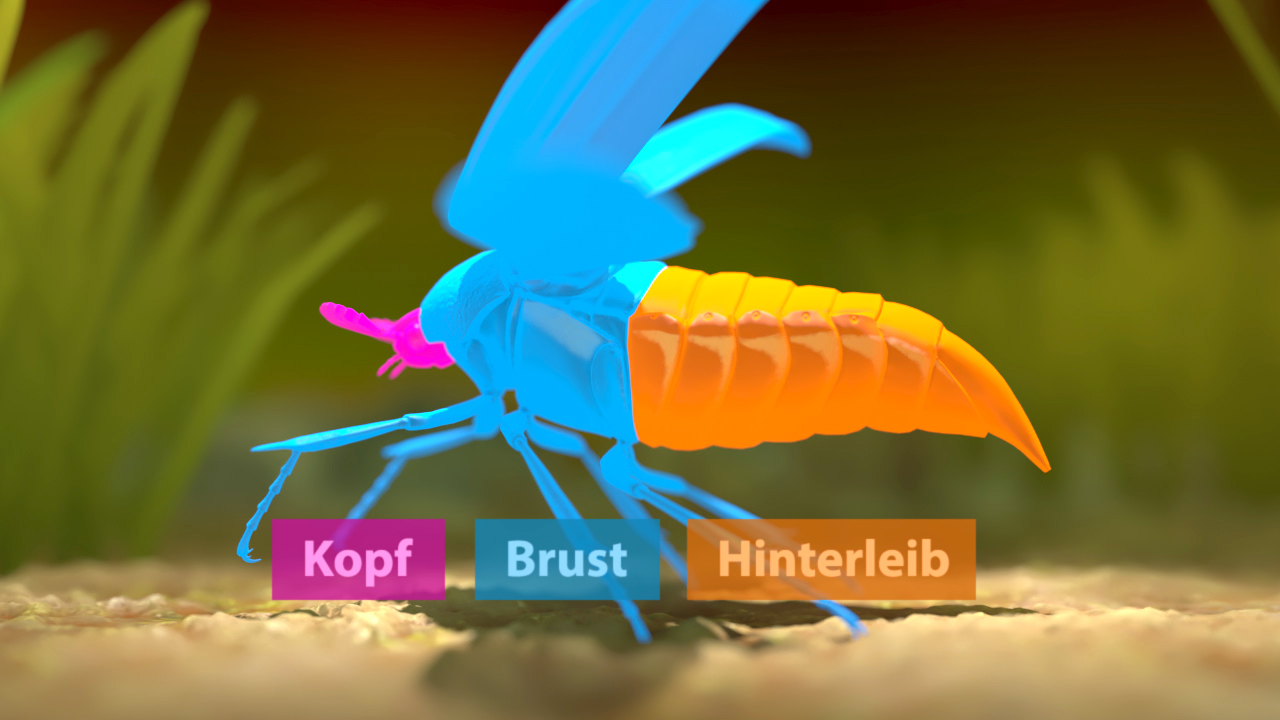 Grafik eines Insekts mit farblich hervorgehobenen Körperteilen: Kopf, Brust und Hinterleib.