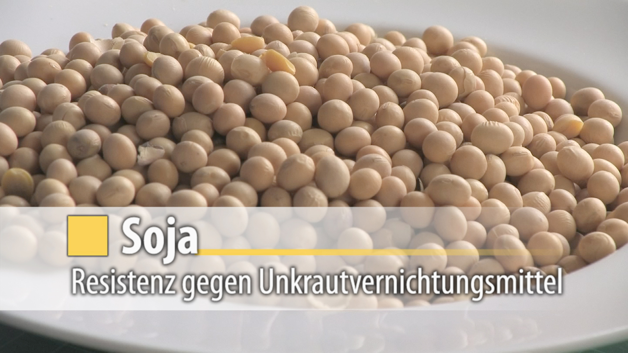 Sojabohnen auf einem Teller, mit dem Text 'Soja: Resistenz gegen Unkrautvernichtungsmittel'