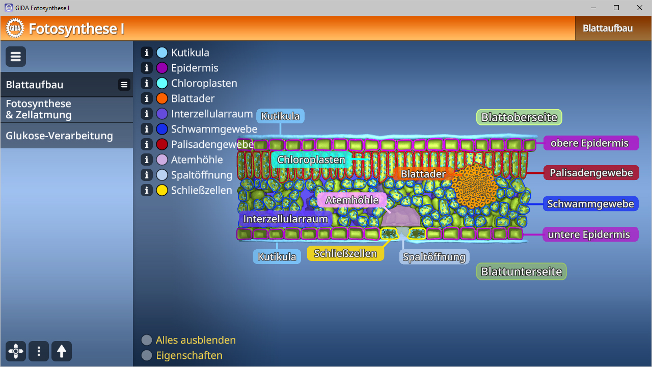 Diagramm des Blattaufbaus mit Beschriftungen zu Epidermis, Chloroplasten, Schwammgewebe und anderen Zelltypen.