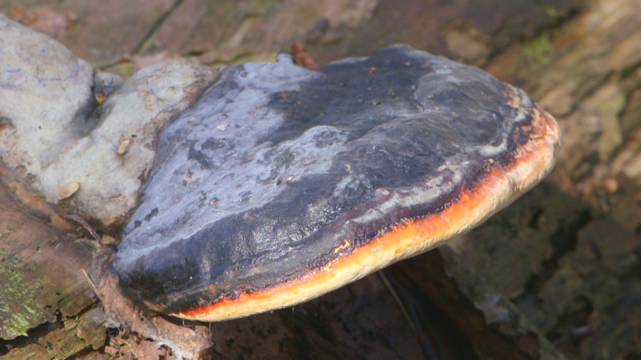 Ein schwarzer, halbkreisförmiger Pilz auf einem Baumstamm, mit orangefarbenem Rand.