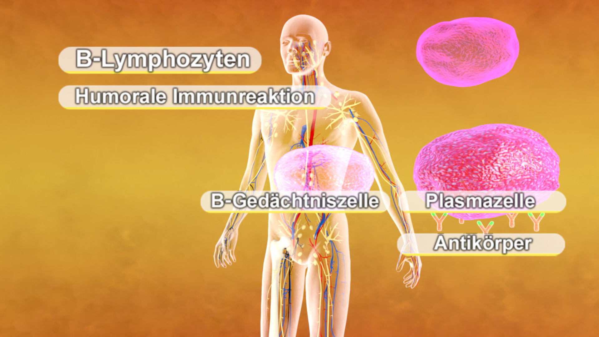 Immunsystem II