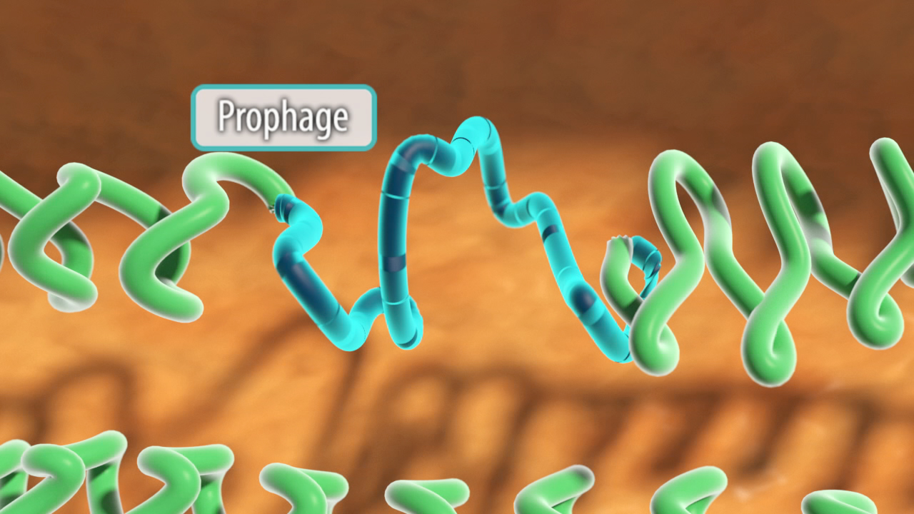 Grafik, die die Struktur einer Prophage in einem Virus zeigt, mit grünen und blauen Linien, die die DNA darstellen.