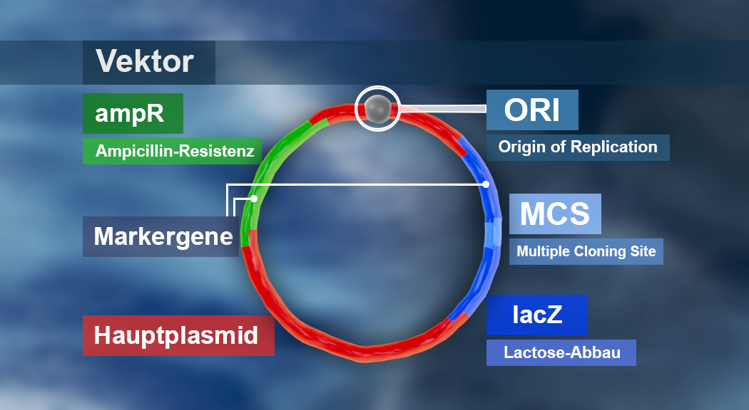 Diagramm eines Vektors mit beschrifteten Elementen: ampR (Ampicillin-Resistenz), ORI (Replikationsursprung), MCS (Multiple Klonierungsstelle), lacZ (Lactose-Abbau), Hauptplasmid und Marker-Gene.