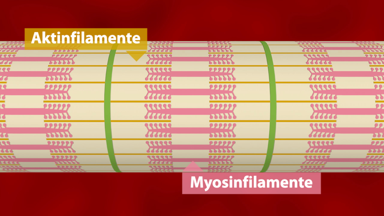 Grafik, die Aktin- und Myosinfilamente in einer Muskelstruktur zeigt.
