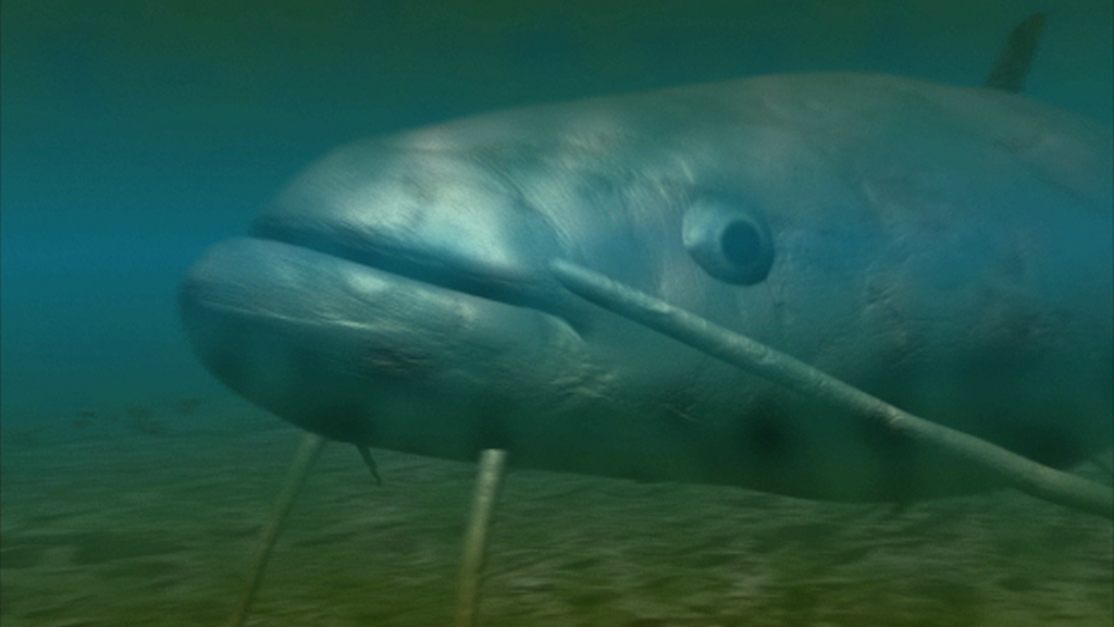 Ein großer Fisch schwimmt unter Wasser, mit einem glatten, silbernen Körper und einem breiten Kopf.