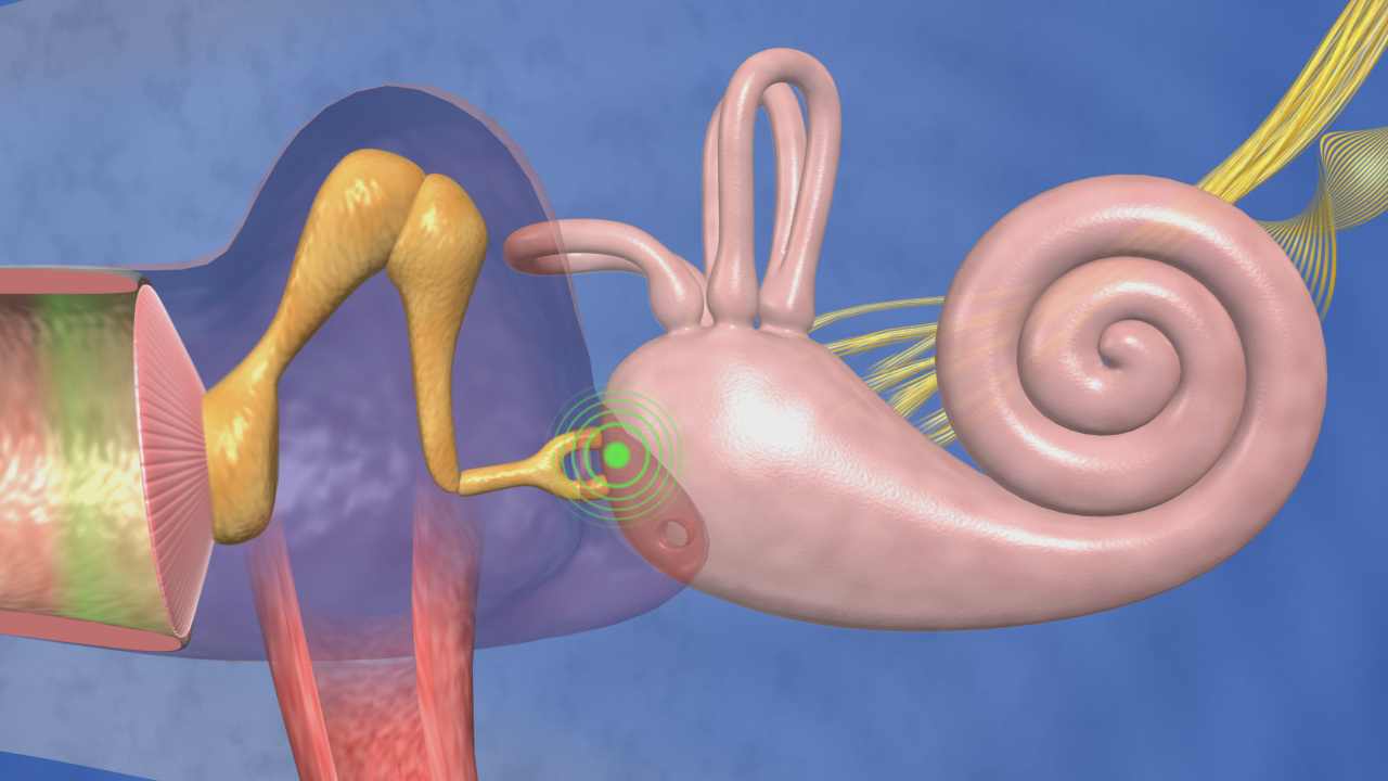 Schematische Darstellung des menschlichen Innenohrs, einschließlich der Cochlea und der Gehörknöchelchen.