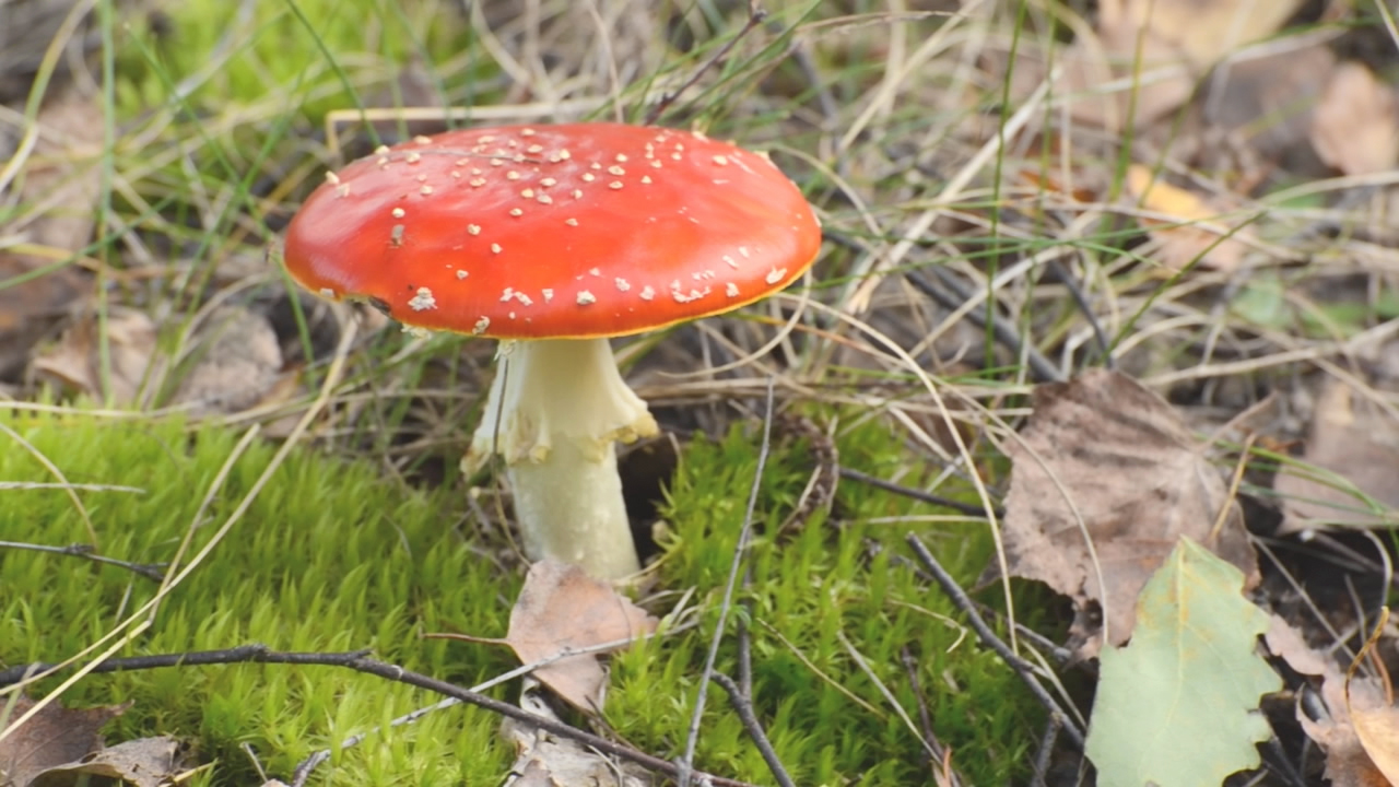 Ein roter Fliegenpilz mit weißen Punkten, der auf grünem Moos wächst, umgeben von trockenen Blättern.