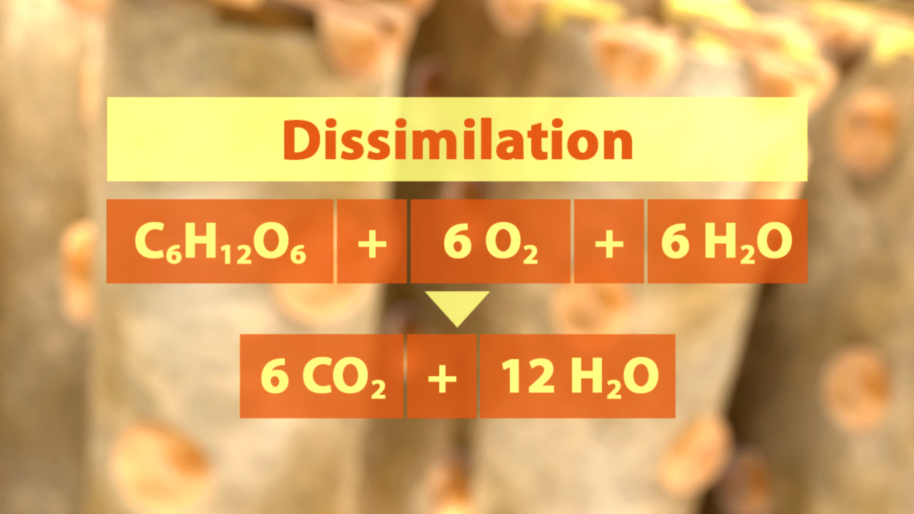 Chemische Gleichung zur Dissimulation: Glukose und Sauerstoff reagieren zu Kohlendioxid und Wasser.