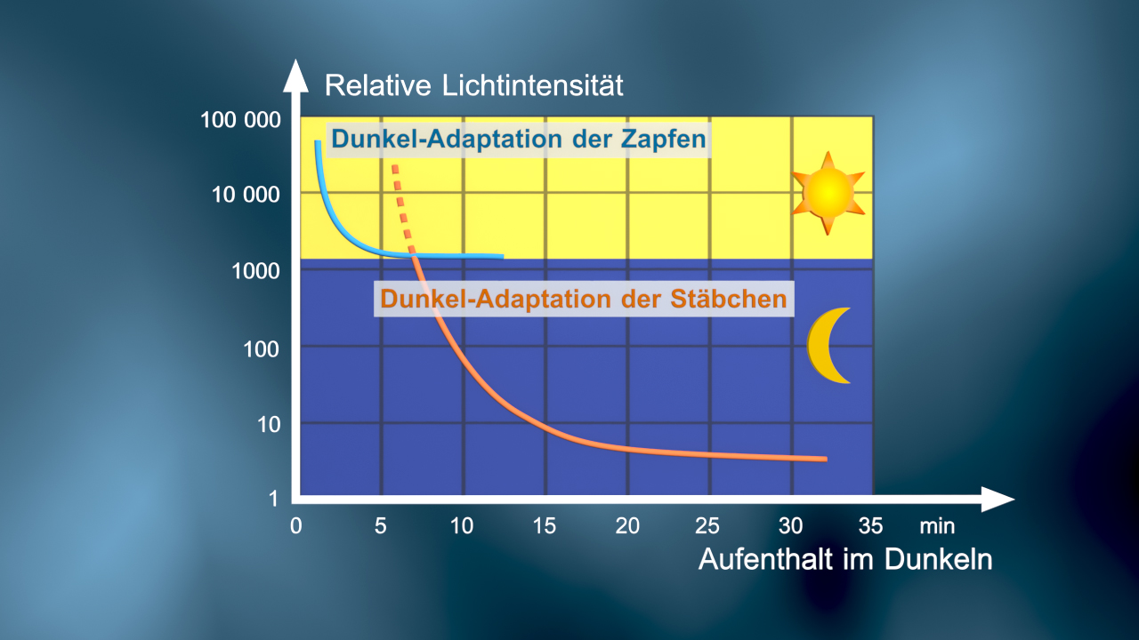 Grafik zur Dunkeladaptation von Zapfen und Stäbchen, zeigt relative Lichtintensität über Zeit.