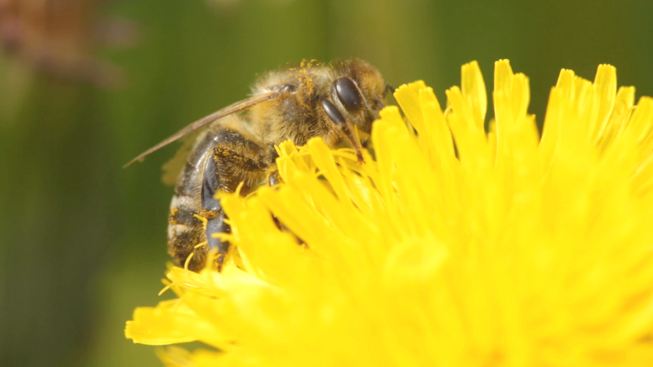 Eine Biene sammelt Nektar von einer gelben Löwenzahnblüte.
